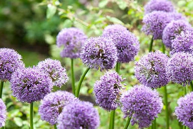 La fleur d’ail